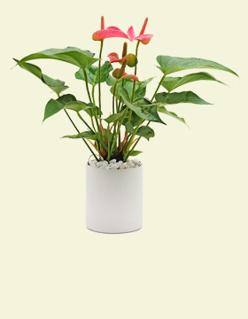 Cây cảnh mini